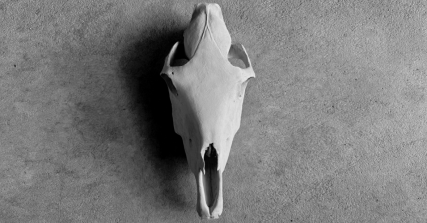 Te Wāhi Toi - Bone is Bone