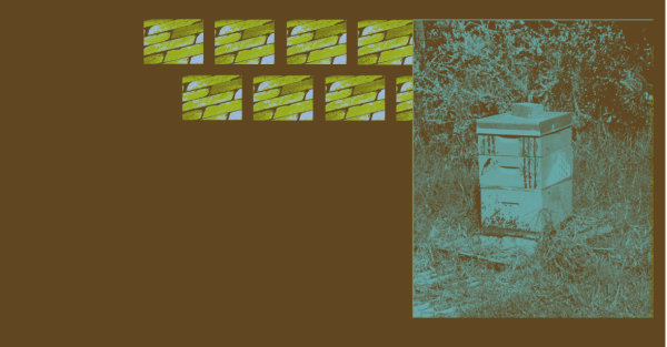 Te Wāhi Toi - Let the Honey Soak Through