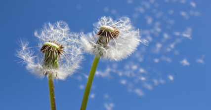 Te Wāhi Toi - Saturday Arts Social: Early Spring Movement
