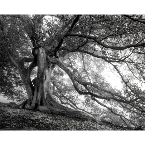 Te Wāhi Toi - Eric Schusser   |   Photographic Artist